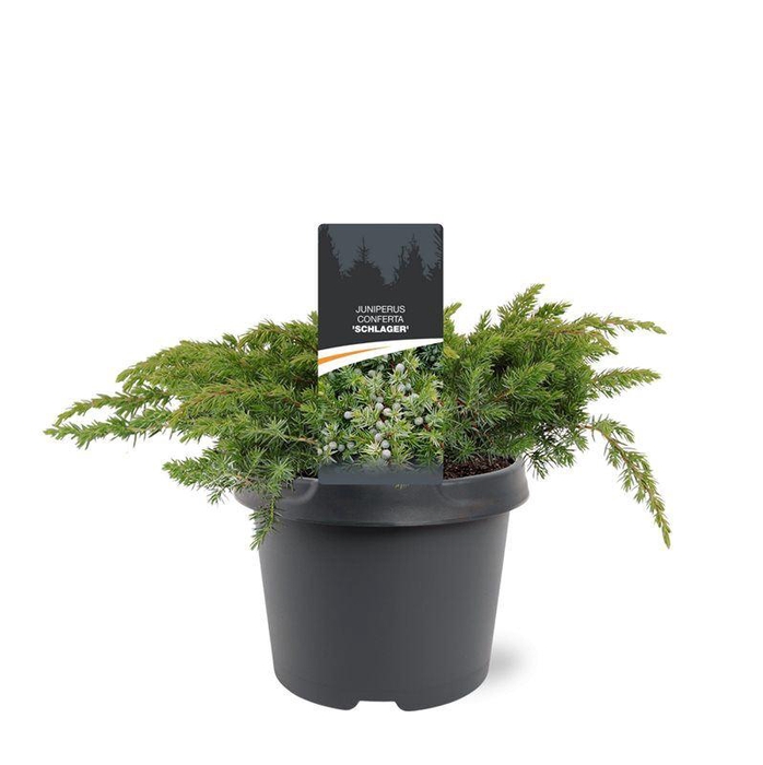 <h4>Juniperus conferta Schlager</h4>