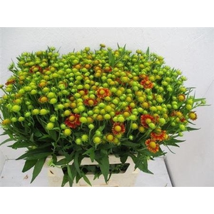 Helenium Ov Xxl