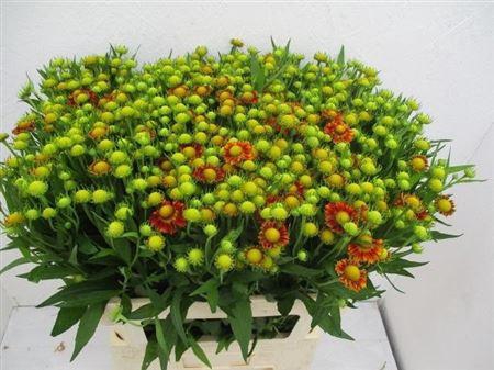 <h4>Helenium Ov Xxl</h4>