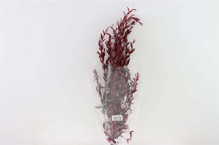 <h4>Pres Euca Parvifoglia Red 60gr Bunch</h4>