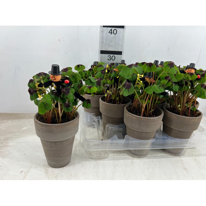 <h4>ARR BOL KNOLGEWAS</h4>