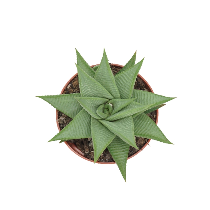 <h4>Haworthia limifolia Roux</h4>