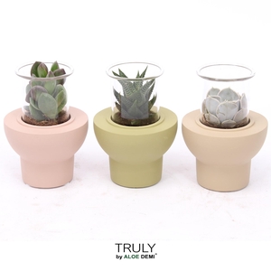 TRULY Succulent, Beaver