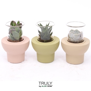 TRULY Succulent, Beaver