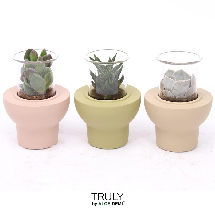 <h4>TRULY Succulent, Beaver</h4>