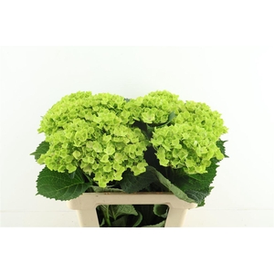 Hydr M Summergreen 60-16