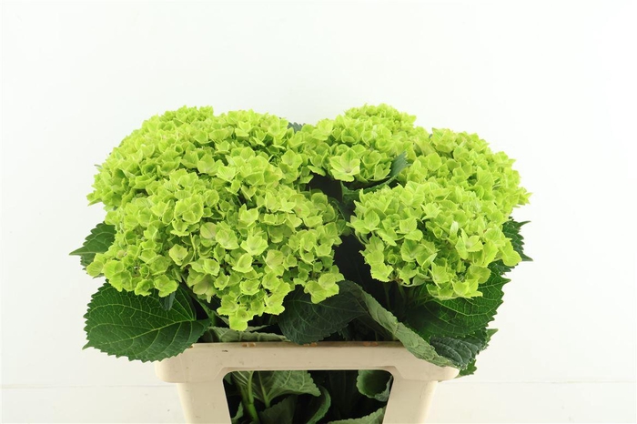 <h4>Hydr M Summergreen 60-16</h4>