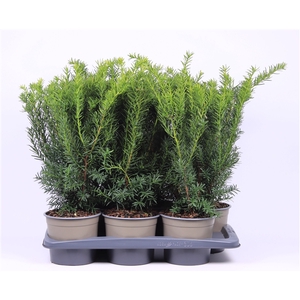 Taxus media 'Densiformis'