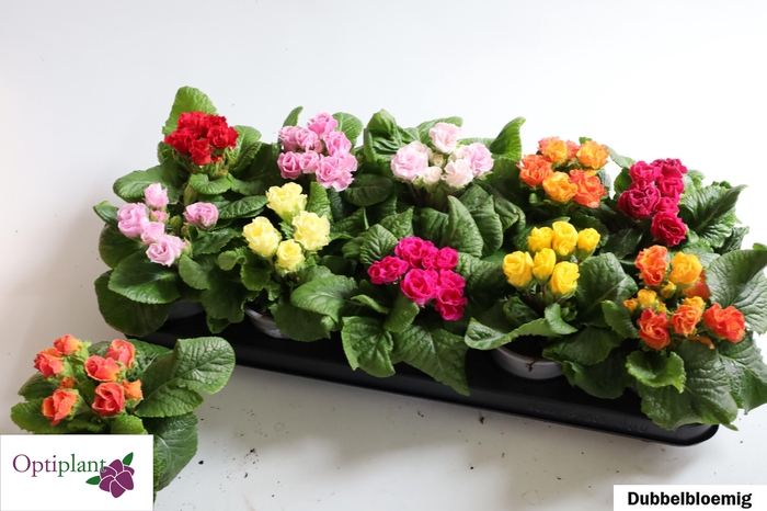 <h4>PRIM AC GEM</h4>