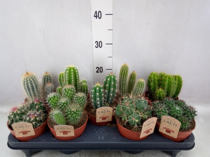 <h4>Cactus   ...mix</h4>