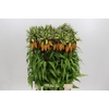 Fritillaria Imperialis Orange Sweet
