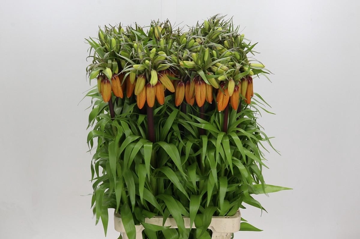 Fritillaria Imperialis Orange Sweet