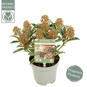 Skimmia Japonica