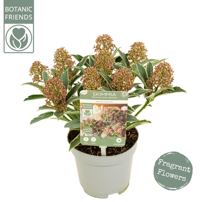 <h4>Skimmia Japonica</h4>