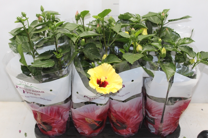 <h4>HIBISQS P15</h4>