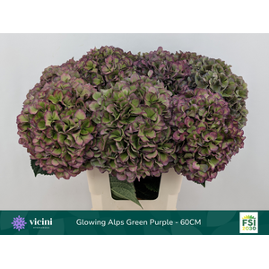 Glowing Alps Green Purple - 60CM