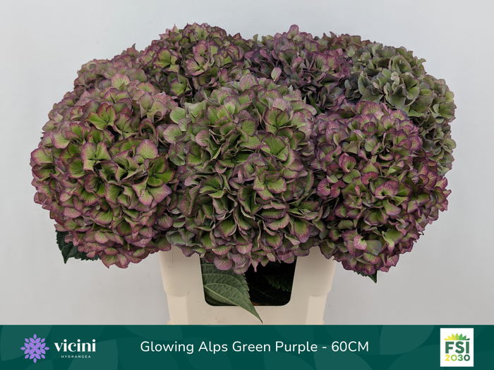 <h4>Glowing Alps Green Purple - 60CM</h4>