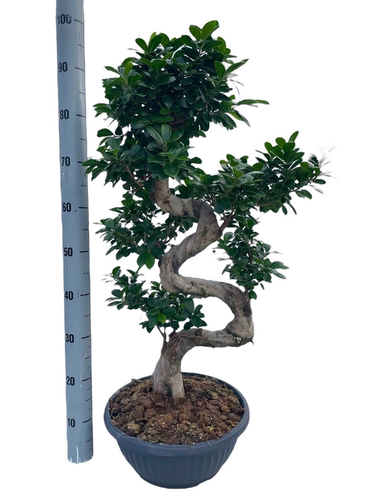 <h4>FIC MI GINSENG</h4>