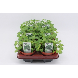 BKH groente 50980 bio Oregano