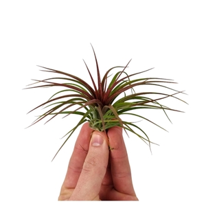 Tillandsia Rainforest red medium