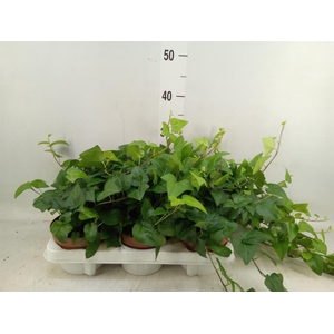 Hedera helix 'Mein Herz'