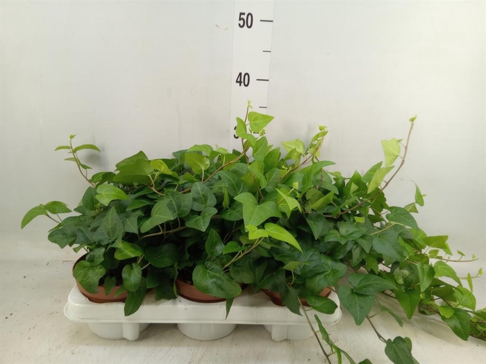 <h4>Hedera helix 'Mein Herz'</h4>