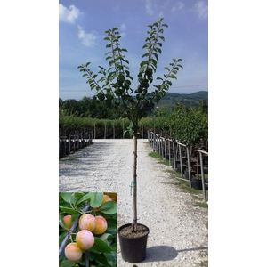 Prunus domestica