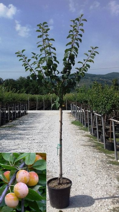 <h4>Prunus domestica</h4>