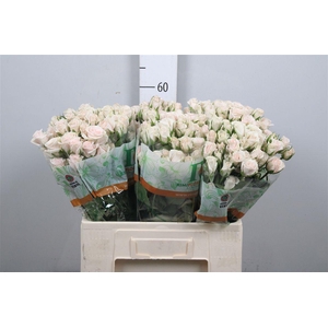 R Tr Royal Porcelina