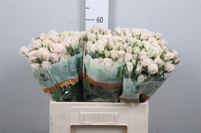 <h4>R Tr Royal Porcelina</h4>