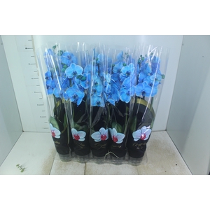 PHALAENOPSIS P12 TINGIDA AZUL 2 HT