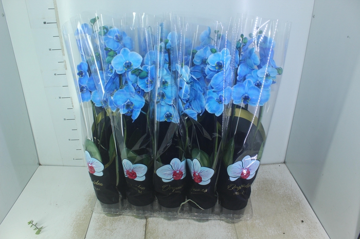<h4>PHALAENOPSIS P12 TINGIDA AZUL 2 HT</h4>