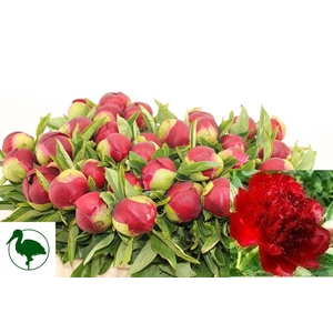 PAEO RED CHARM