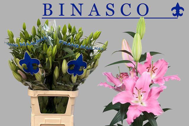 LI OR BINASCO