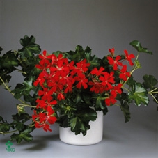 arr8 Pel Pelt Decora Rood