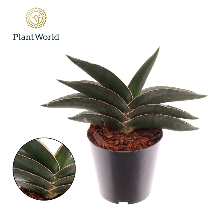 <h4>Sansevieria Samurai</h4>