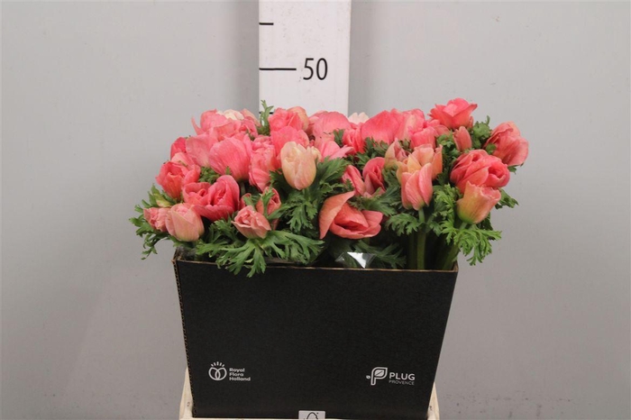 <h4>Anem Co Mar Pink</h4>