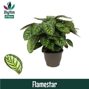 Calathea Flamestar