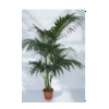 Howea forsteriana
