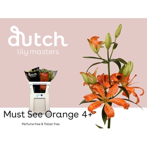 Li Az Must See Orange 4+ Lily Master