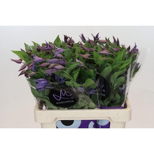 Clematis Blue Pirouette
