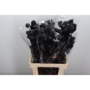 Deco Bunch Physalis Black Slv 100g L80 X5