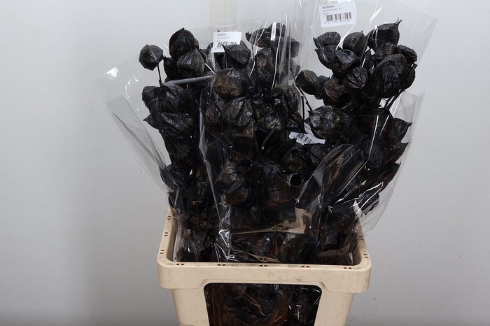 <h4>Deco Bunch Physalis Black Slv 100g L80 X5</h4>