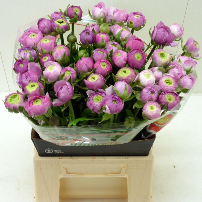 <h4>Ran Elegance Milka</h4>