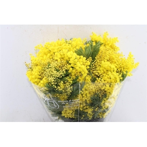 Acacia Mimosa Mirandole 500 Gram X6