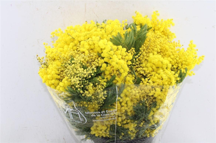 <h4>Acacia Mimosa Mirandole 500 Gram X6</h4>