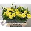 TAGE WHITE SWAN