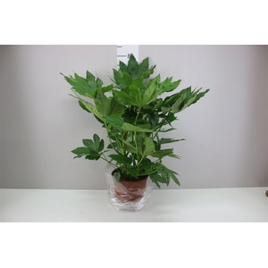 Fatsia Japonica