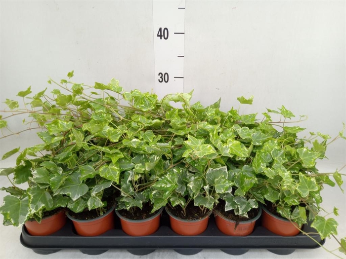 <h4>Hedera helix 'Harlekijn'</h4>