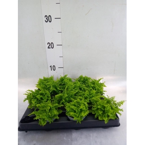 Nephrolepis exal.   ...